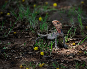 Common Garden Lizard Standing On Ground