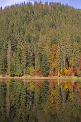 Picturesque lake in the autumn forest. Gorgeous scenery with a mirror reflection of a spruce forest on the water surface. Mountain Lake Synevyr in Carpathian, Ukraine. Zakarpattia.