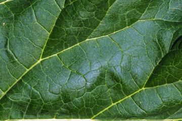 A fragment of a rhubarb leaf in the rays of the evening sun close-up