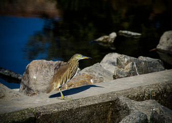 Pond Heron Sitting On a Concrete Wall with Pond Behind