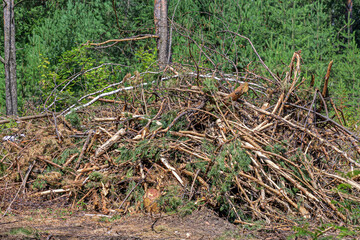 A pile of branches left by loggers in the forest