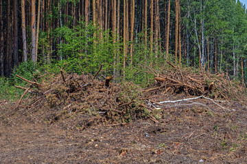 A plot of pine forest after logging operations