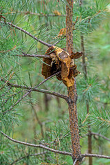 The squirrel strung a mushroom on a pine branch for a reserve for the winter