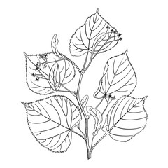 Linden blossom branch isolated on white background. Black outline contour for coloring page and decoration. Vector illustration.