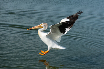 Fototapeta na wymiar American White Pelican landing at Last Mountain Lake Saskatchewan Canada 