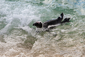 African penguins arriving out of the sea onto a beach in Cape Town, South Africa