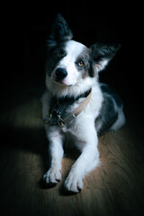 border collie puppy. Blue merle.