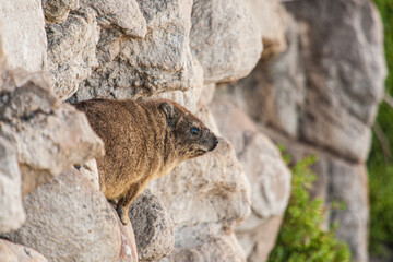 Rock hyrax sunning itself on the rocks in Cape Town, South Africa