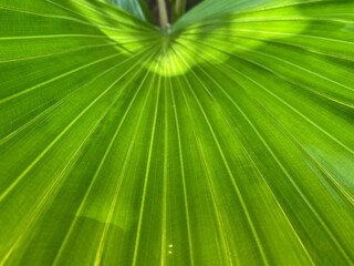 Fototapeta premium Closeup of the vein lines on a leaf.
