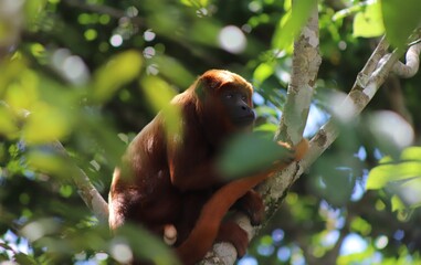 Mono Aullador Rojo, Alouatta seniculus