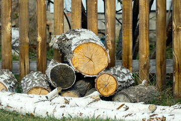 Birch firewood on the grass. Tree cuts are visible