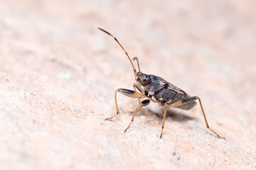 Beosus maritimus insect walking on a rock on a sunny day. High quality photo