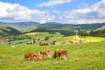 Fototapeta na wymiar A vantage point near the Homole cable railway station and the Homole gorge from which you can admire the panorama of Beskid Sadecki, in the foreground grazing cows, Jaworki next to Szczawnica, Poland