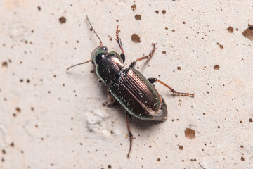 Ground beetle, Harpalus sp., climbing a concrete wall under the sun. High quality photo