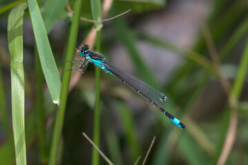 Ischnura elegans damselfly posed on a green twig on a sunny day. High quality photo