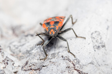 Seed bug, Spilostethus pandurus, posed on a white rock on a sunny day. High quality photo