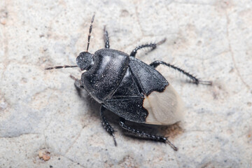 Burrowing bug, Cydnus aterrimus, walking on a concrete floor. High quality photo