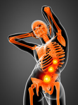 3d rendered skeleton - bottom view