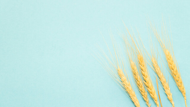 Ripe ears of wheat on a blue background. Flat lay