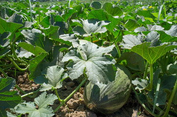 Santa Claus melon or Piel de Sapo melon cultivation