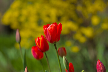Wonderful bright red tulips with green and yellow bushes in the background. Spring flowers on a warm sunny day. Close-up.