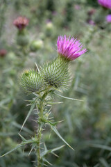 アメリカオニアザミの花と棘をアップ