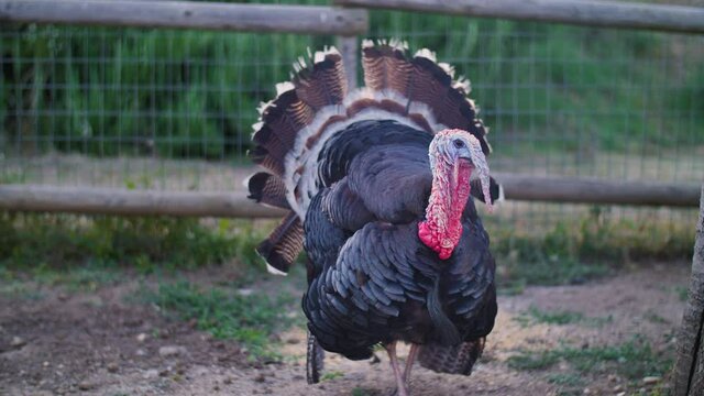 A turkey on an ecological and ethical animal farm walking, calling and gobbling. Captive but animal-friendly, sustainable, and responsible breeding of the bird for meat production. 4K.
