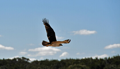 osprey in flight western australia