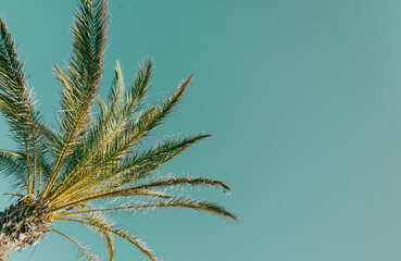 Vintage Palm Tree against a clear sky.