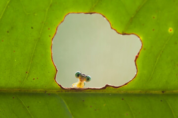 The Head of Damselflies on Plants © abdul gapur dayak