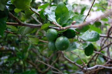 green tree