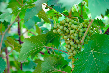 Bunch of green unripe grapes hangs on bush among green leaves in close-up with place for text.  Agricultural background. Wine background. Harvest in autumn, clusters growing vine grapes on vineyard.
