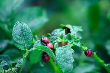 Larvae of the Colorado potato beetle on potato leaves close-up. Reproduction of colorado potato beetles in leaves. Potato parasite. Decemlineata, potatoes parasites, leptinotarsa, potatoes beetles.