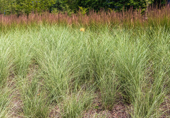 Ornamental grass in the park in summer