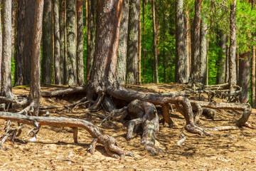 Open pine roots on sandy soil. Soil erosion.