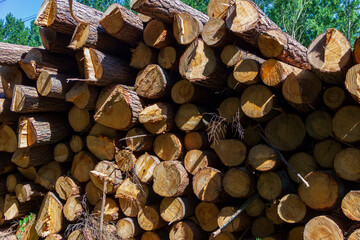 Stacked sawn pine logs. Logging in the north of Russia. The problem of ecology and ecosystem conservation.