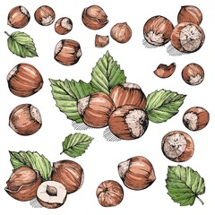 Vector collection with hazelnuts. Hand-drawn color sketches with nuts on a white background. Vintage style engraving