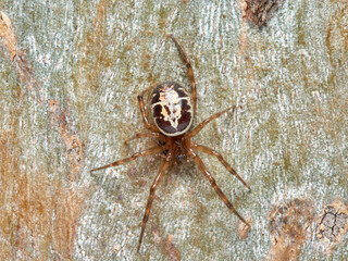 False widow spider. Steatoda nobilis 