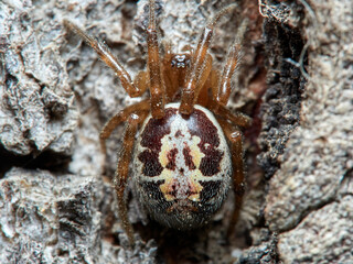 False widow spider. Steatoda nobilis 