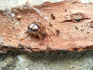 False widow spider. Steatoda nobilis 