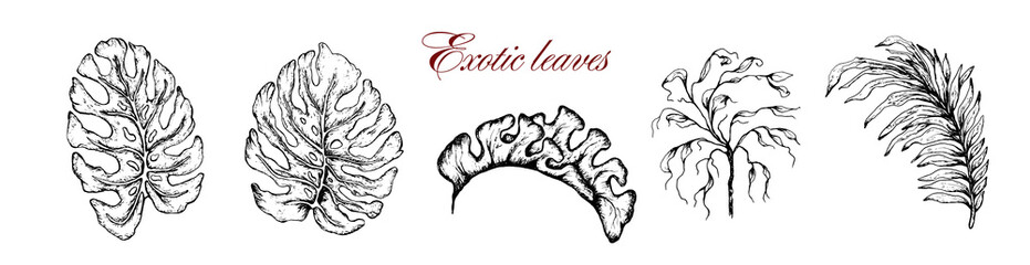 tropical, exotic leaves (palm, monstera) in a monochrome style. hand-drawn elements for postcards, cards, isolated elements on a white background. art vintage style. vector set, illustration