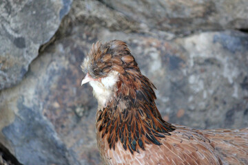Close up of pretty Australian Bred Araucana Chicken
