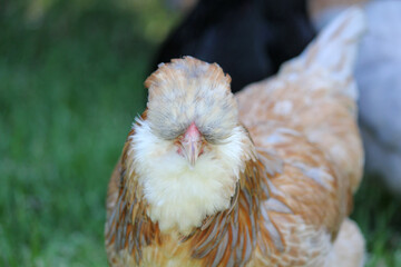 Close up of pretty Australian Bred Araucana Chicken