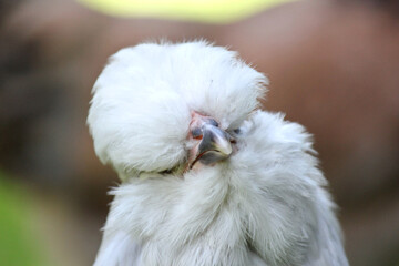 Close up of Australian Bred White or Lavender Araucana Chicken