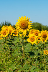 Sunflower Field. Beautiful sunflowers on sunny summer day.