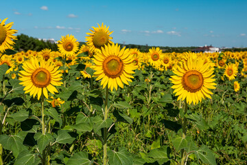 Sunflower Field. Beautiful sunflowers on sunny summer day.