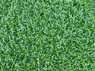 A bed of green grass.