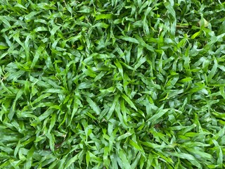 Closeup of a bed of green grass.