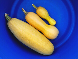 Three yellow marrows of different size in the blue bowl on the earth.. The concept of the end of the summer and time of the crop harvesting.