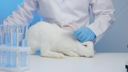 Veterinarian in a laboratory giving an injection to a helpless rabbit, animal testing, vaccine research